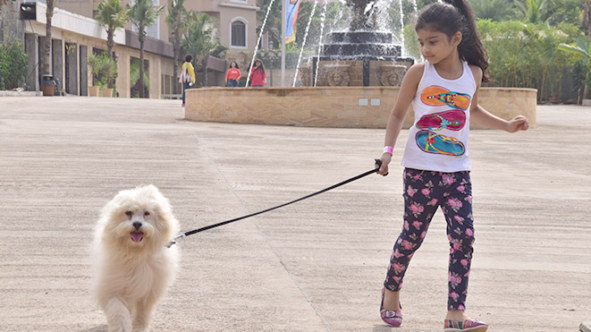 Go for a Walk with our cute dogs at Della Adventure Park